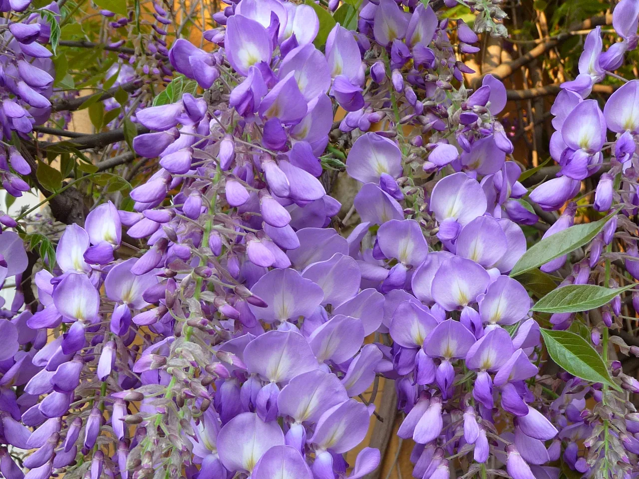 Chinese wisteria