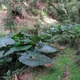 Xanthosoma robustum