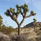 Joshua Tree