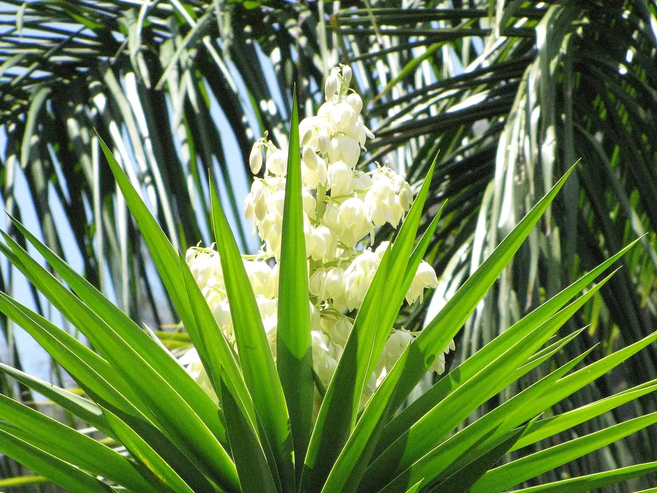 Spineless yucca