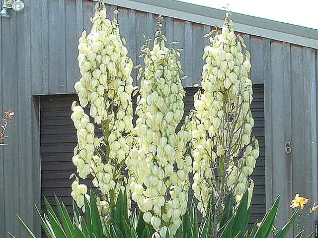 Beargrass