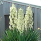 Beargrass
