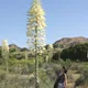 Yucca whipplei