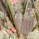 Coontie (Seminole)