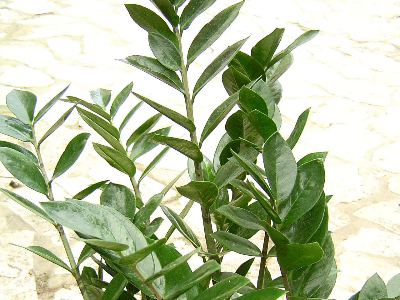 ZZ plant