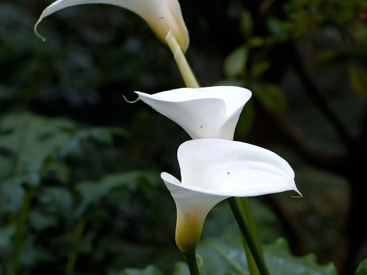 Arum lily