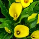 Yellow Arum