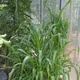 Zea diploperennis