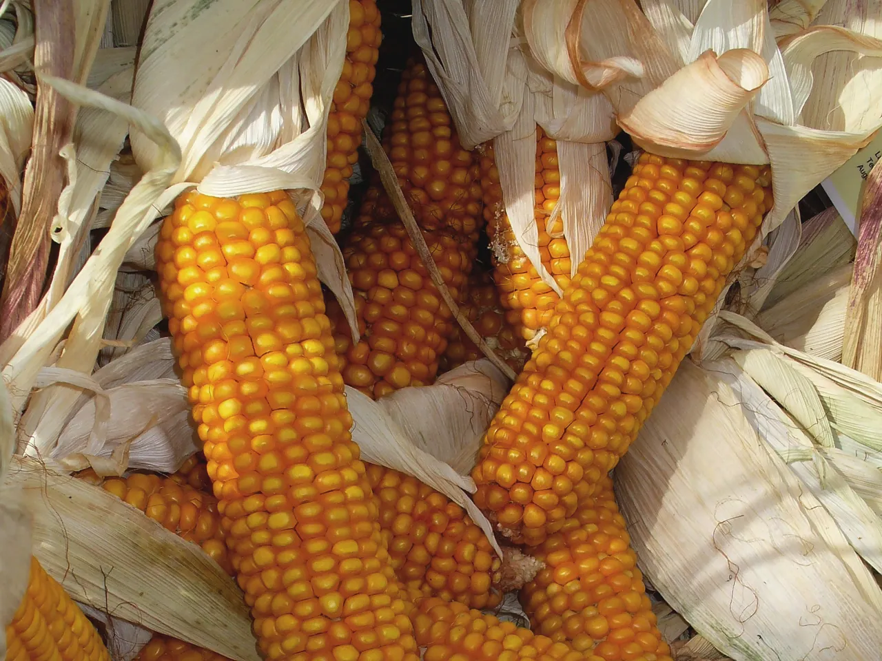 Maize