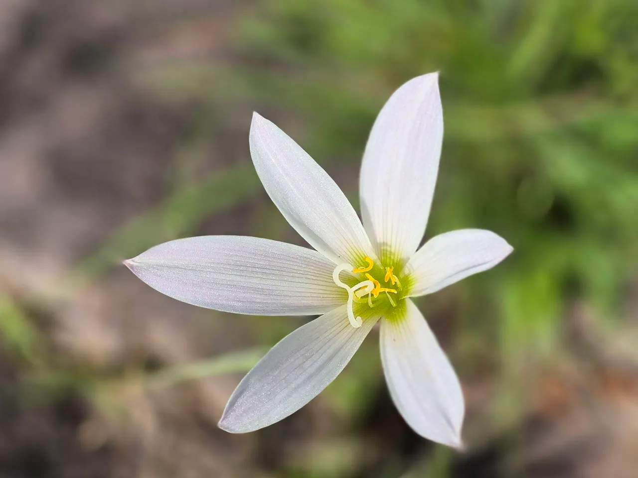 Zephyranthes candida