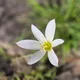 Zephyranthes candida