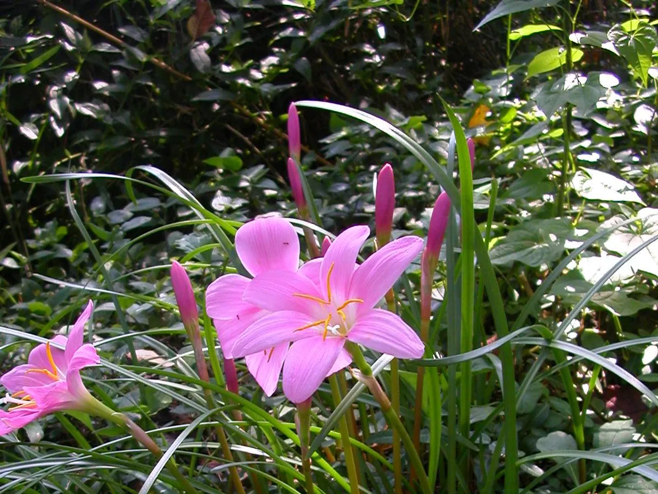 Zephyranthes carinata