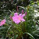 Zephyranthes carinata