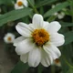 Zinnia angustifolia