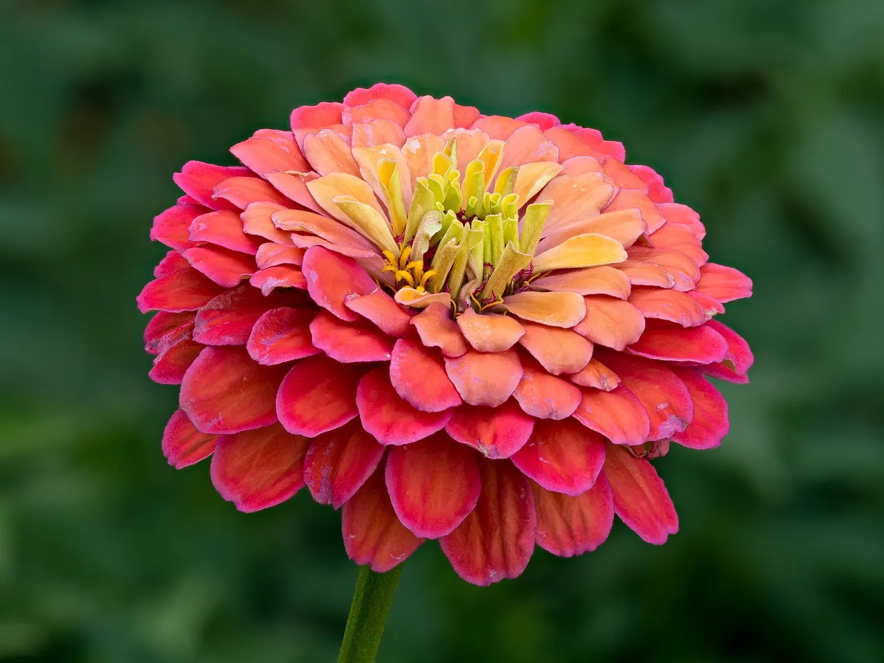 Common zinnia