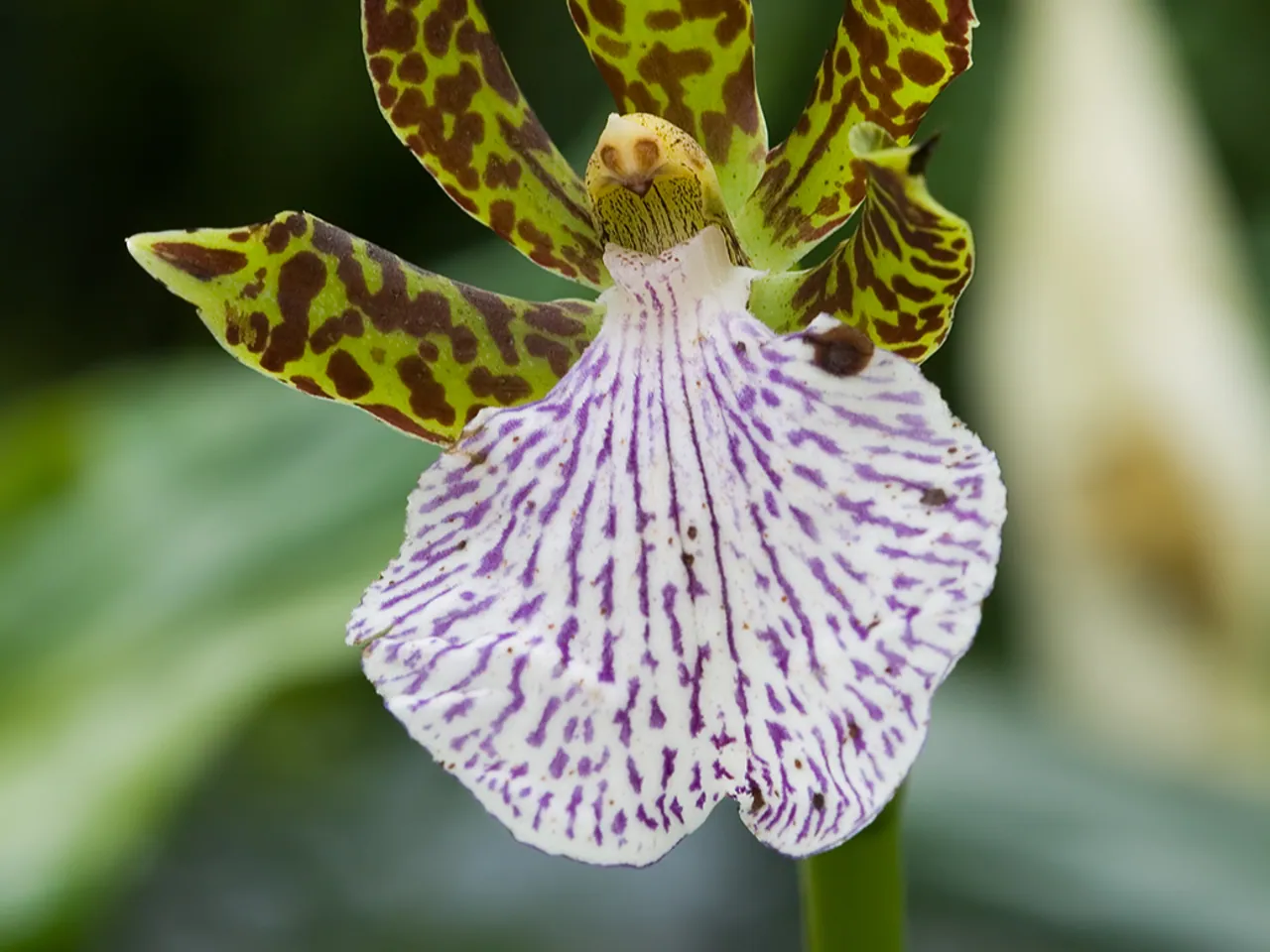 Zygopetalum crinitum
