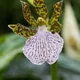 Zygopetalum crinitum