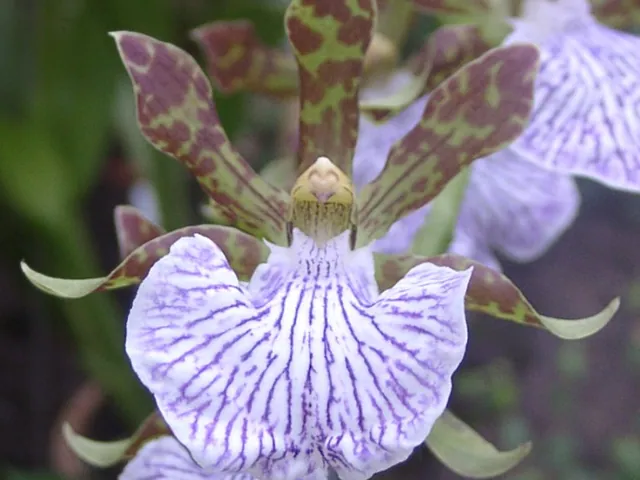Zygopetalum maculatum