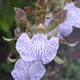 Zygopetalum maculatum